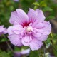 Hibiscus Lavender Chifon